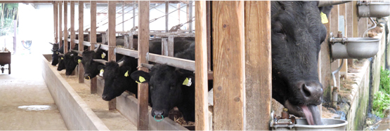 一堂に首を出してこちらを見る近江牛たち（左）、牛がベロリベロリと水を飲む風景です（右）